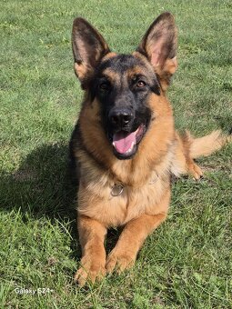 Německý ovčák štěňata s PP fena 1 rok - 2