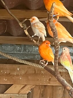 Kanár červený - 2