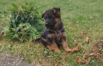 Německý ovčák - štěňátka fenečky s PP (typ Rex) - 2