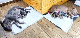 American Bully XL (reg. ABKC) Modrá a Šampaň štěňátka - 2