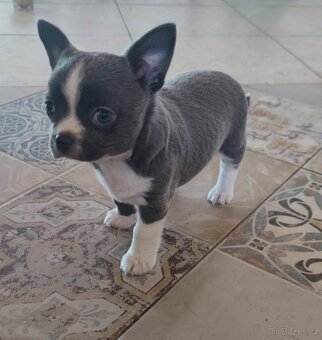 Čivava krátkosrstá s PP FCI - 2