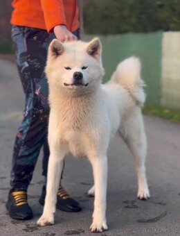 Akita inu s PP - 2