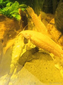 Pancernicek kropenatý albin-thorrakat - 2