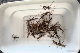 Strašilky Sungaya Inexpectata - 2