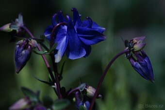 Orlicek Aquilegia- modra, fialova, ruzova, bila barva kvetu - 2