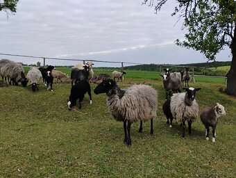jehňata Romanovské ovce x Zwartbles - 2