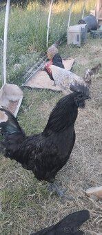 Kohout Ayam Ceman - 2