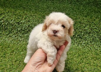 Maltipoo - 2