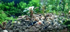 Krevetky Caridina Black King kong - 2