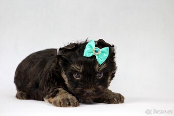 chocolate yorkshire terrier s PP - 2
