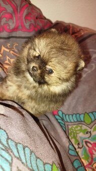 Pomeranian - 2