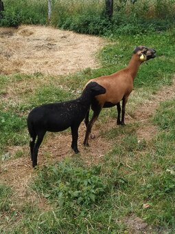 Kamerunské ovce 🐑 a beránek - 2