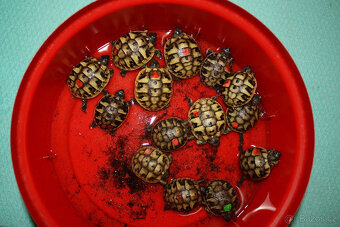suchozemská Želva zelenavá (Testudo hermanni) - mláďata - 2