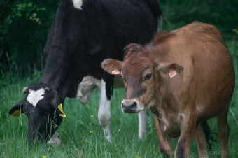 Holštýnka s teletem - 2