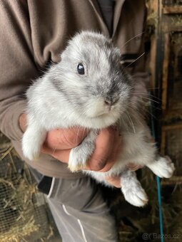 Zakrslý králíček - 2