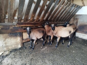 Kamerunský beranek - 2