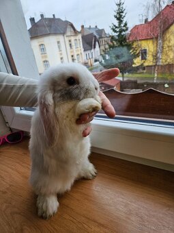 Zakrslý králík - 2