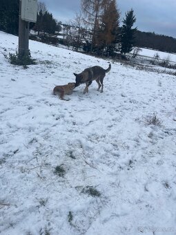 Stejně vlčáka - 2