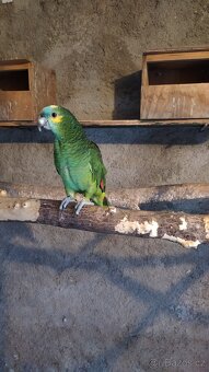 Amazoňan modročelý - 2