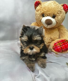 Jorkšírský teriér s PP s rodokmenem FCI - 2