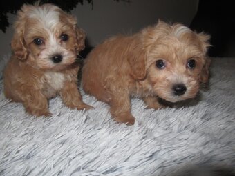 Maltipoo štěňátka - 2