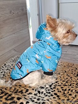 Yorkšírský teriér s PP váha 3 kg stáří 13 měsíců - 2