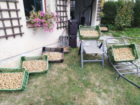 VYPRODÁNO - Vlašské ořechy 2025 - 2