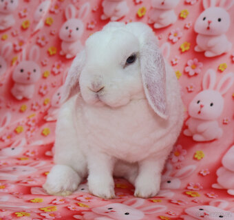 Zakrslý modrooký rex beránek , maličká samička - 2