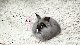 Zakrslý králík, králíček - HOLLY - 2