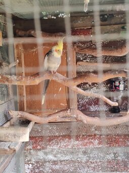 Korela chocholatá - 2