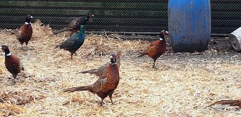 Bažant obecný, - 2