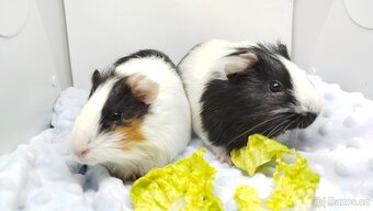 Zakrslý beránek, králíček,6- BARČA A BOBINKA - 2