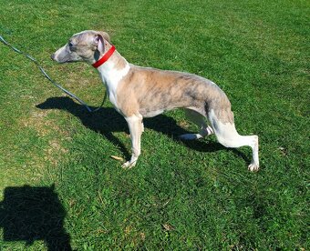 Vipet /Whippet/ - pejsek s PP - 2