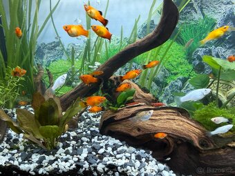 Akvarijní rybičky - 2
