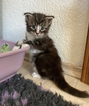 Mainská mývalí kočka- koťata/ Maine coon - 2