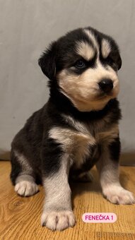 Sibiřský Husky - štěňátka - 2