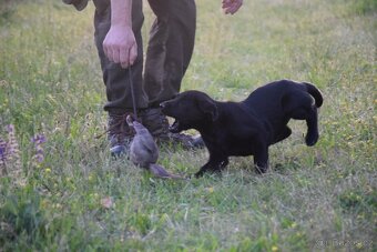 Labrador Retriever Anglicka pracovná línia - 2