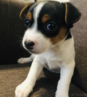 Jack russel teriér tricolor - 2