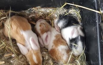 🐇🐰 Zakrslý beránek – mláďata k rezervaci - 2