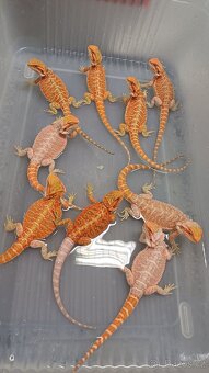 Agama vousatá - 2