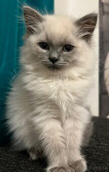 Mačiatka ragdoll - 2
