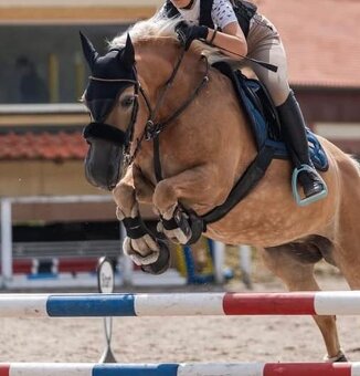 Klisna hafling - pony B do sportu - 2