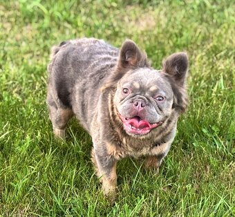 Isabela gen Lilac Tan Fluffy fenka Francúzsky buldoček - 2