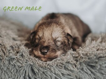 Saarloosův vlčák - prodej - 2