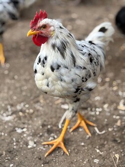 Kohouti vlaška exchequer - 2