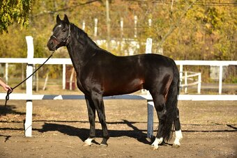 ➡️ 4 roky starý tmavý hnědák hřebec - 2