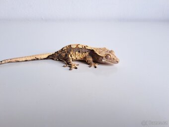 pagekon řasnatý samec. - 2