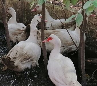 Kachna pyžmová - 2