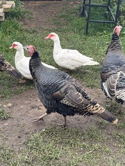 Krůty+ kachny+ kohouti - 2