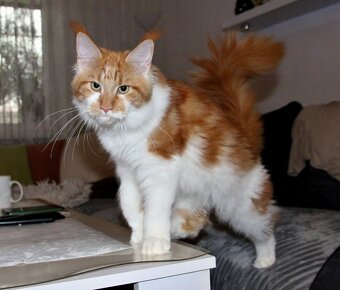 Mainská mývalí - 2